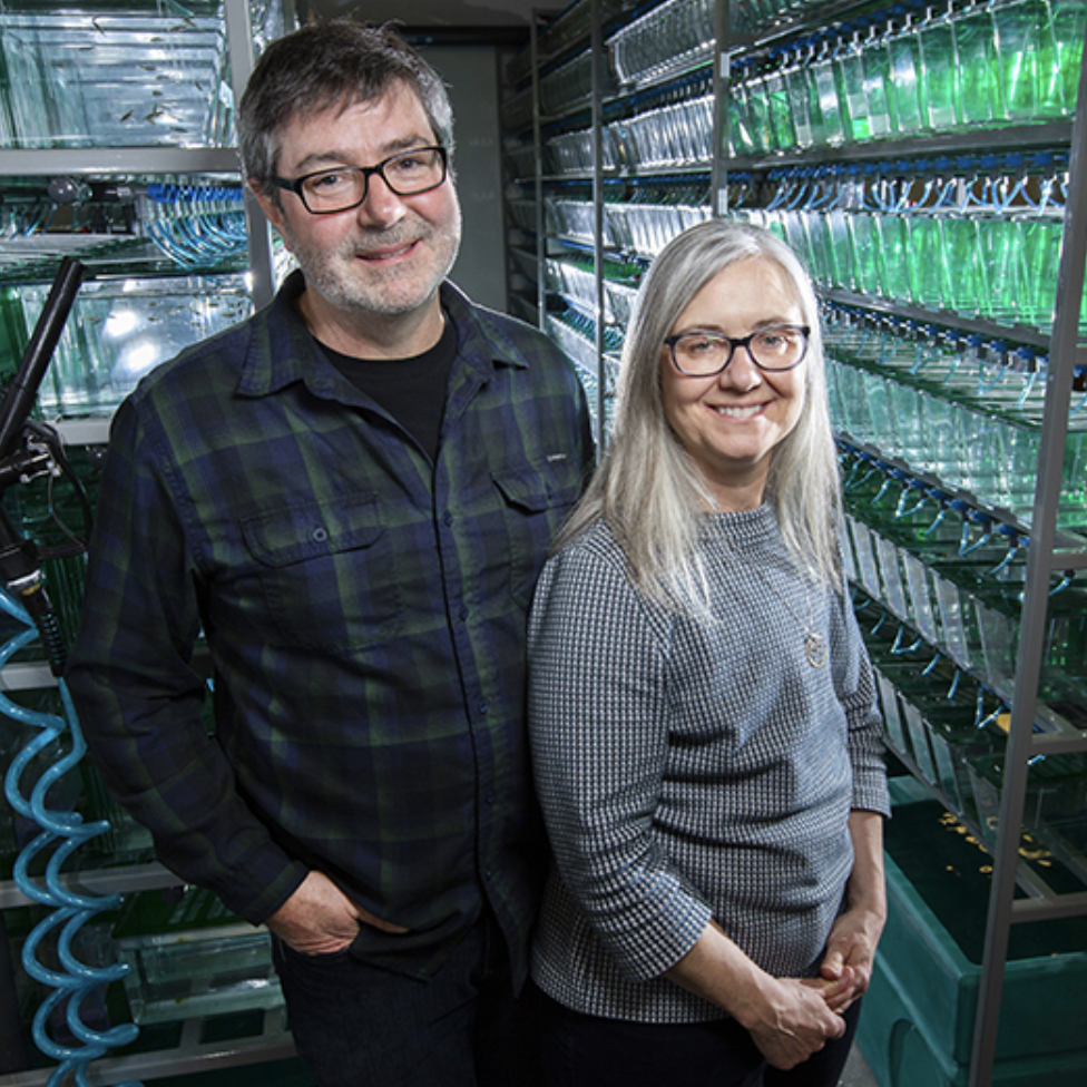 Jeff Essner and Maura McGrail, both faculty in the Department of Genetics and Developmental Cell Biology, use zebrafish to create genetic tools for gene studies. 